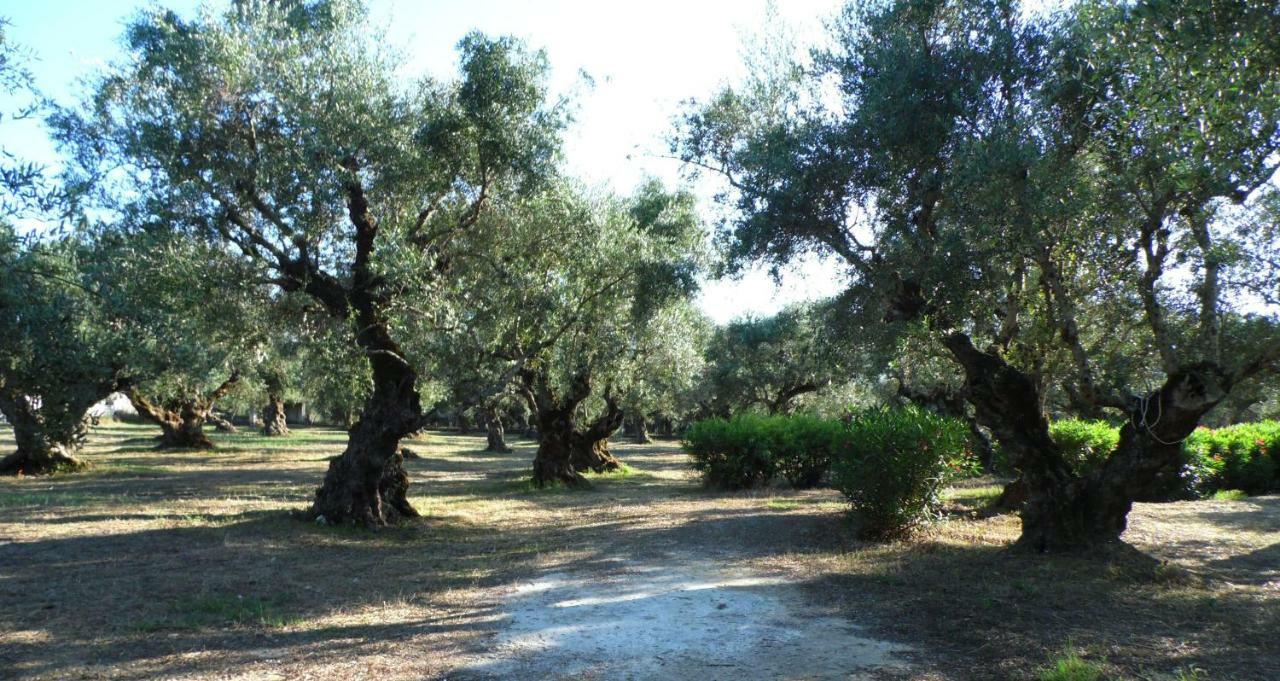Theni Olive Grove Villa Kato Yerakarion Exteriér fotografie